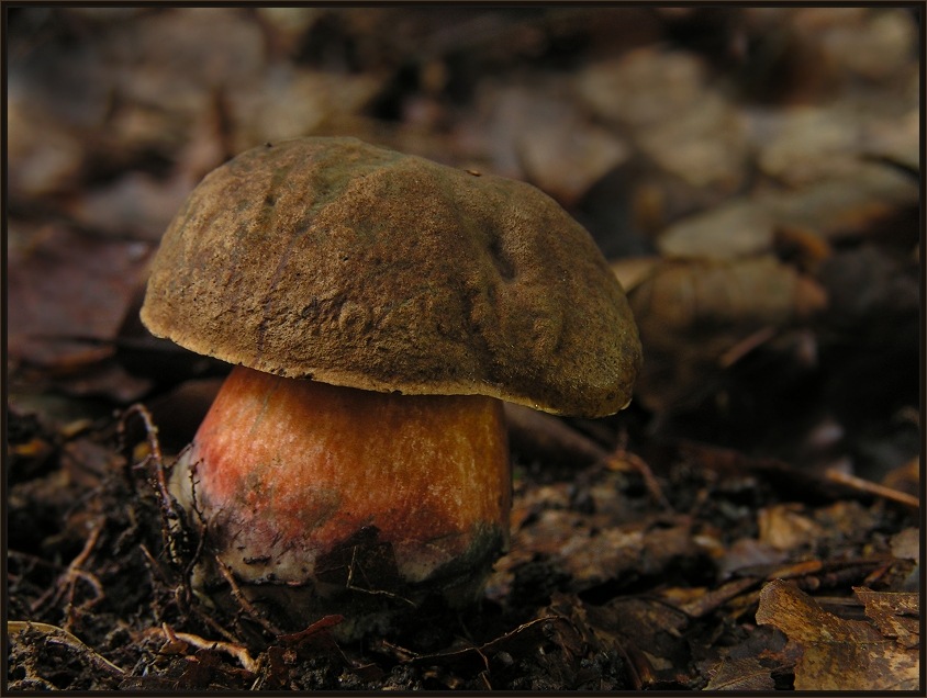 Flockenstieliger Hexenröhrling