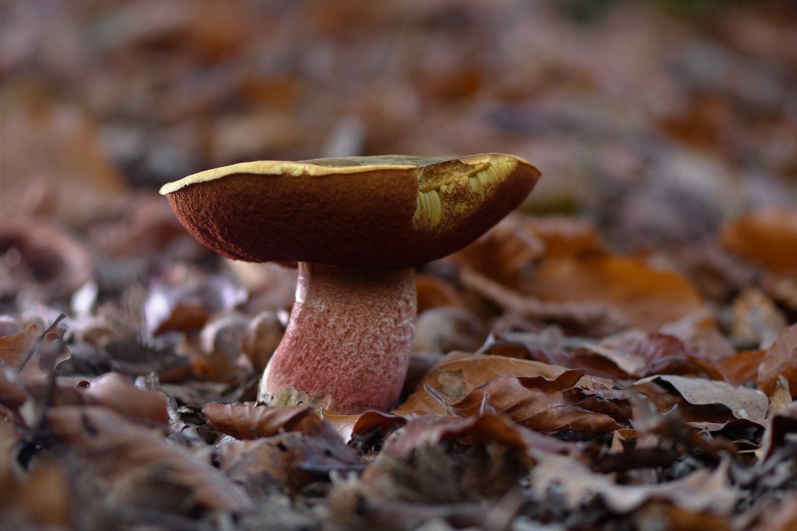 Flockenstieliger Hexenröhrling