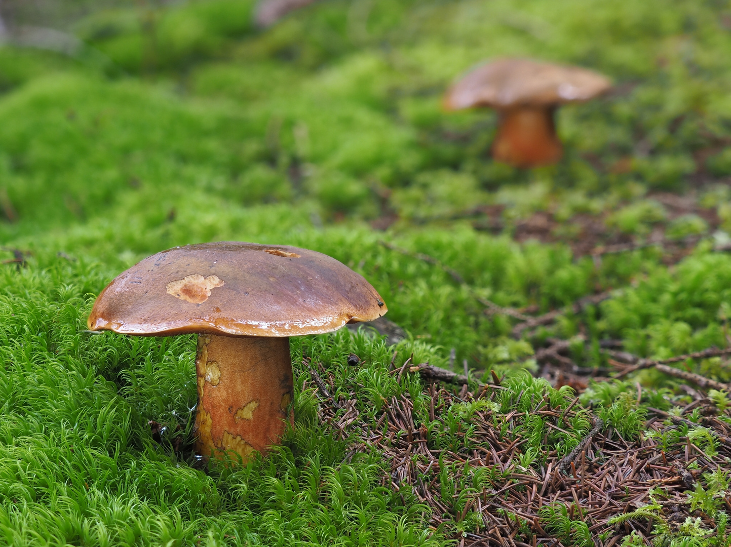 Flockenstieliger Hexenröhrling (Neoboletus erythropus)