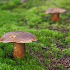 Flockenstieliger Hexenröhrling (Neoboletus erythropus)