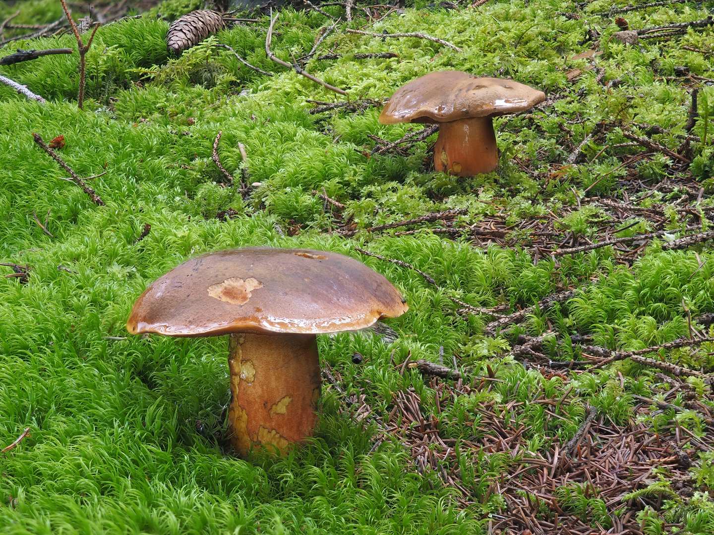 Flockenstieliger Hexenröhrling (Neoboletus erythropus)