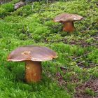 Flockenstieliger Hexenröhrling (Neoboletus erythropus)