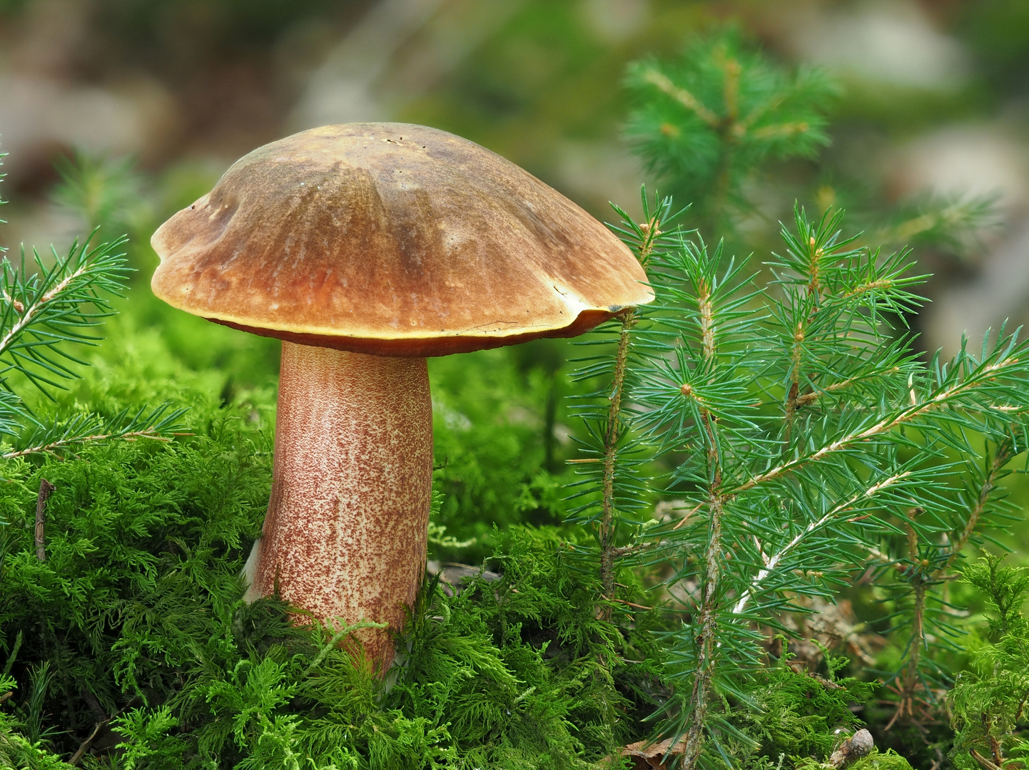 Flockenstieliger Hexenröhrling (Neoboletus erythropus)