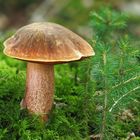 Flockenstieliger Hexenröhrling (Neoboletus erythropus)