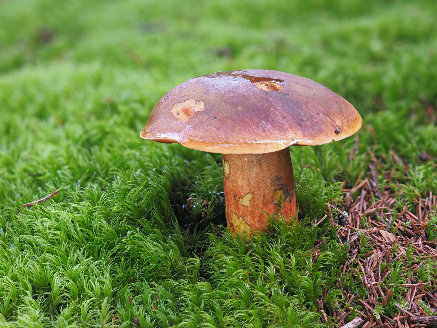 Flockenstieliger Hexenröhrling (Neoboletus erythropus)