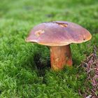 Flockenstieliger Hexenröhrling (Neoboletus erythropus)