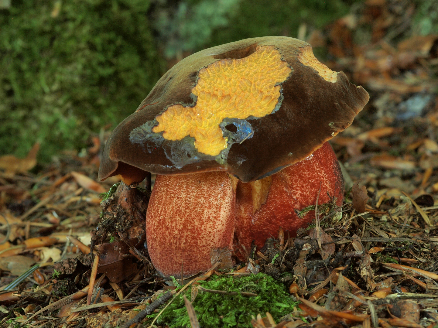 Flockenstieliger Hexenröhrling (Neoboletus luridiformis)