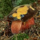 Flockenstieliger Hexenröhrling (Neoboletus luridiformis)