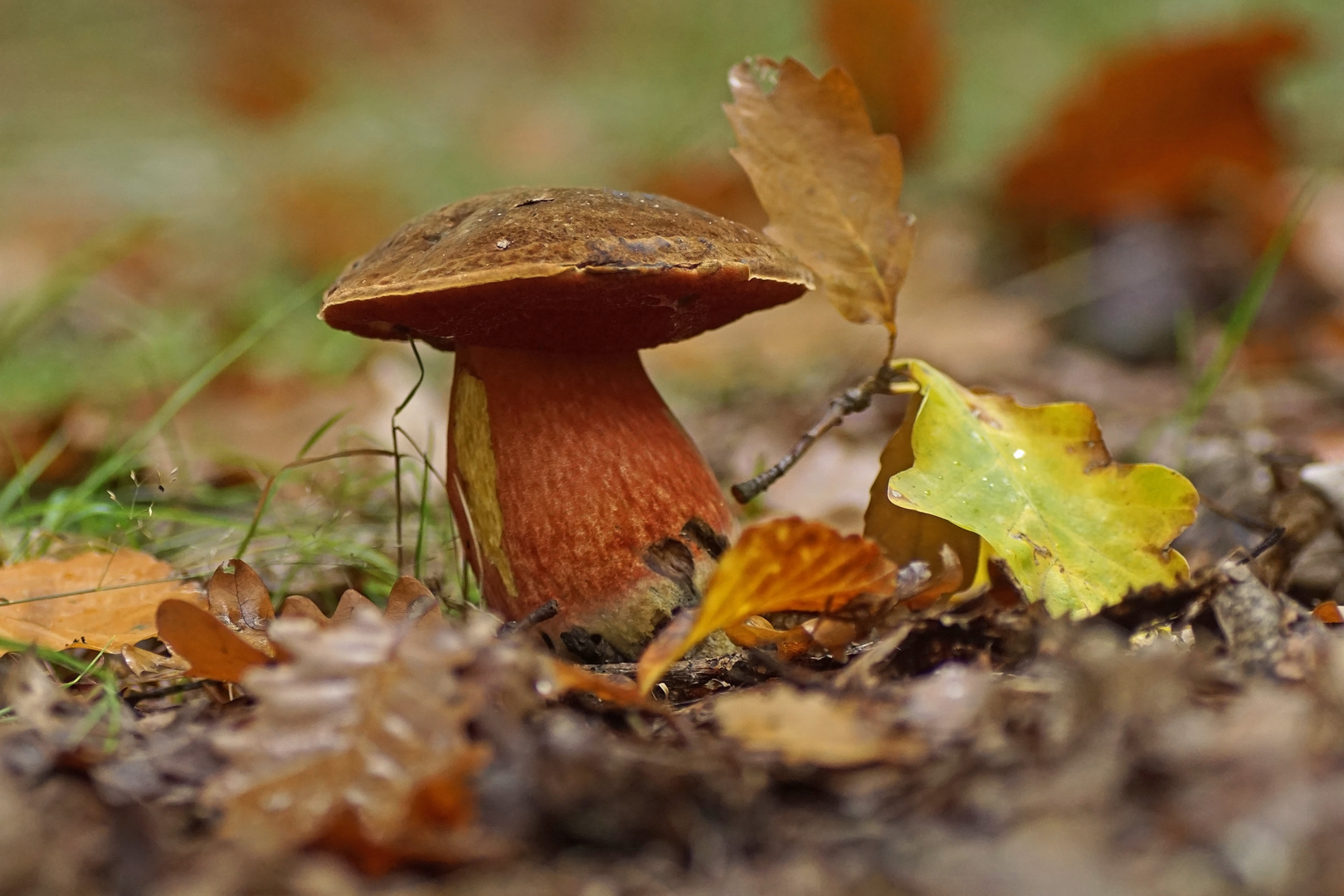 Flockenstieliger Hexenröhrling (Neoboletus luridiformis)