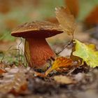 Flockenstieliger Hexenröhrling (Neoboletus luridiformis)