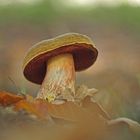 Flockenstieliger Hexenröhrling (Neoboletus luridiformis)