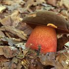 Flockenstieliger Hexenröhrling, Neoboletus luridiformis