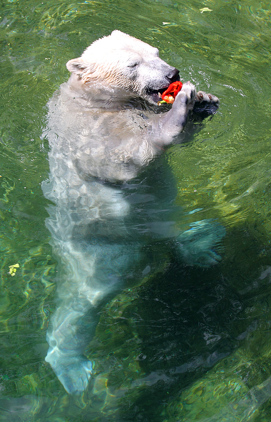 Flockes Wasserspiel