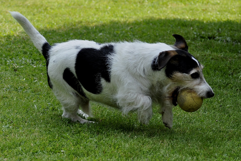 Flockies Lieblingsspielzeug, der Futterball