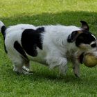 Flockies Lieblingsspielzeug, der Futterball