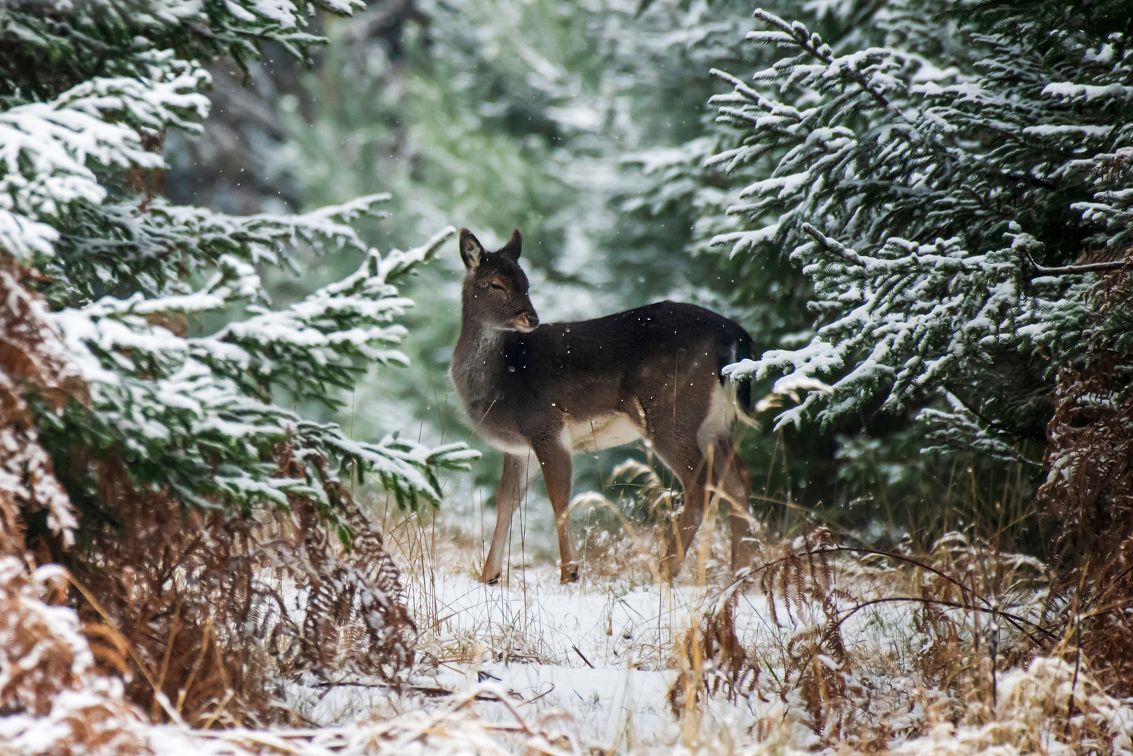 Flöckchen im Winterwald