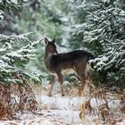 Flöckchen im Winterwald