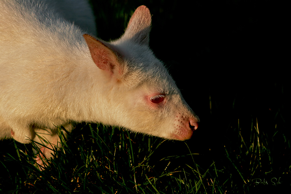 Flöckchen in der Abendsonne