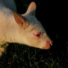 Flöckchen in der Abendsonne