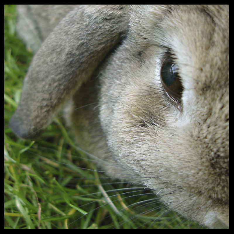 Flör der kleine Hase