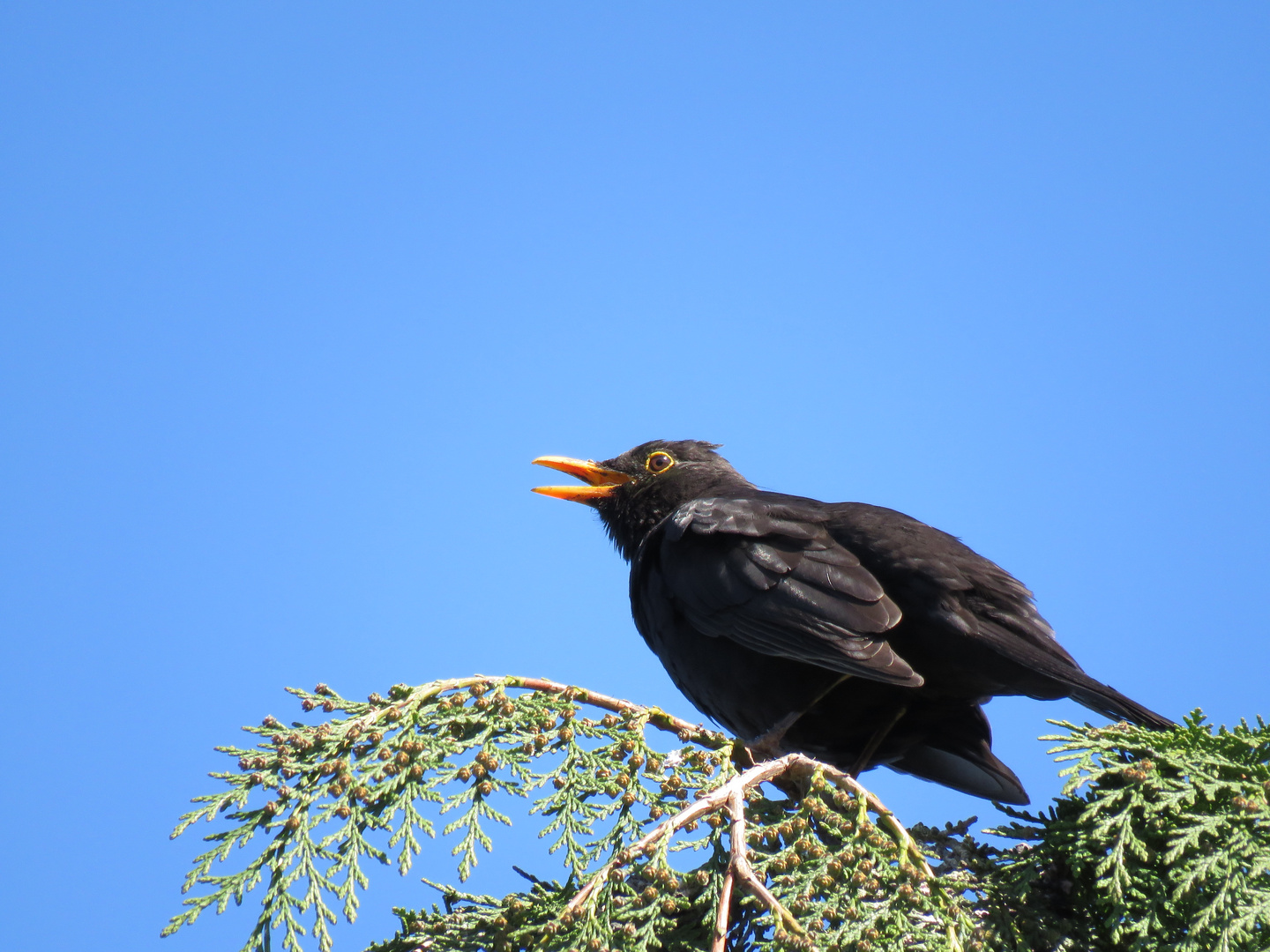 Flötende Amsel