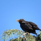 Flötende Amsel