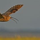 "Flötender" Brachvogel   . . .