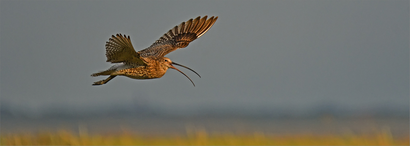 "Flötender" Brachvogel   . . .