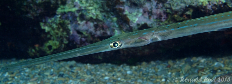 Flötenfisch