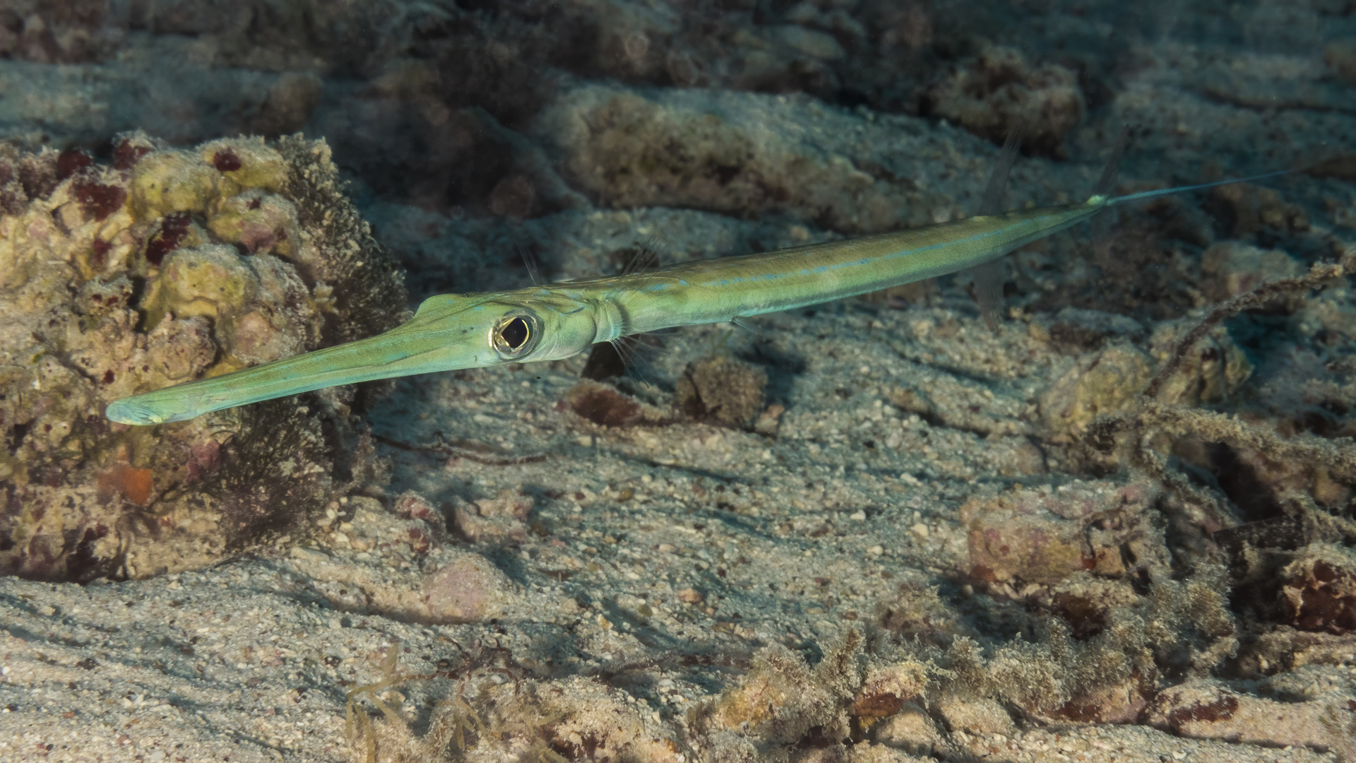 Flötenfisch 