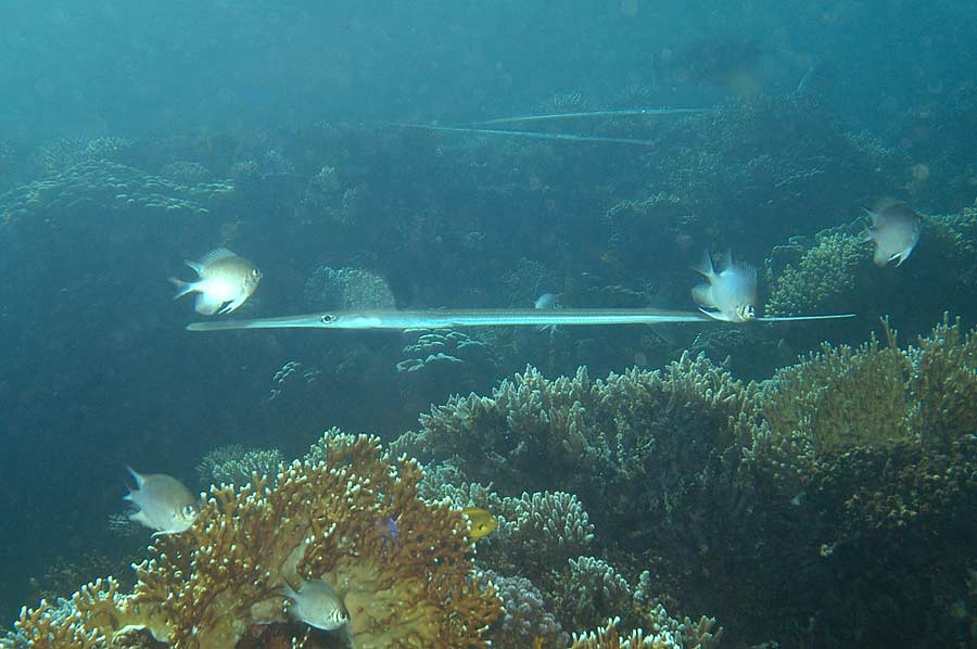 Flötenfisch und Weißbauch-Riffbarsch