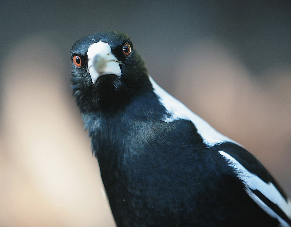 flötenvogel