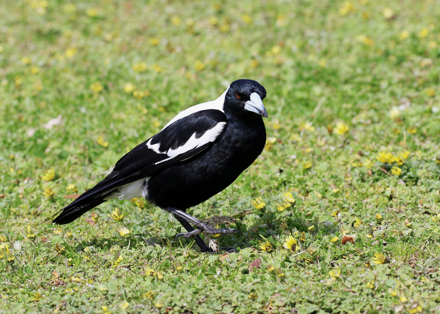 Flötenvogel ...