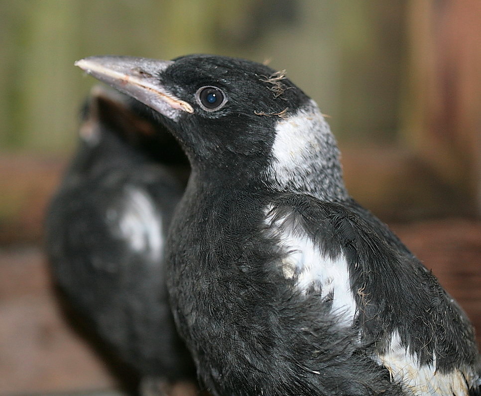 flötenvogel born in tukan-world 2009