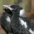 flötenvogel born in tukan-world 2009