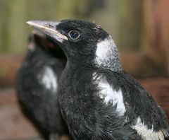 flötenvogel born in tukan-world 2009