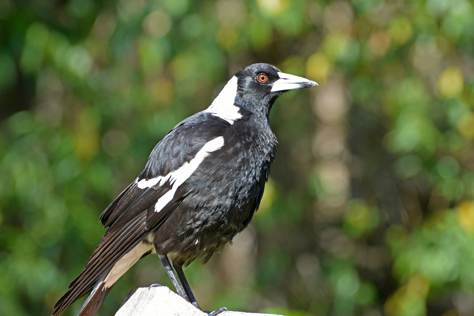 Flötenvogel (Gymnorhina tibicen)  ...