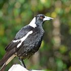 Flötenvogel (Gymnorhina tibicen)  ...