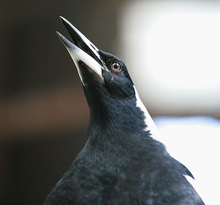 Flötenvogel ,sind stets die ersten in Tukan-World , die für Nachkommen sorgen