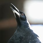 Flötenvogel ,sind stets die ersten in Tukan-World , die für Nachkommen sorgen