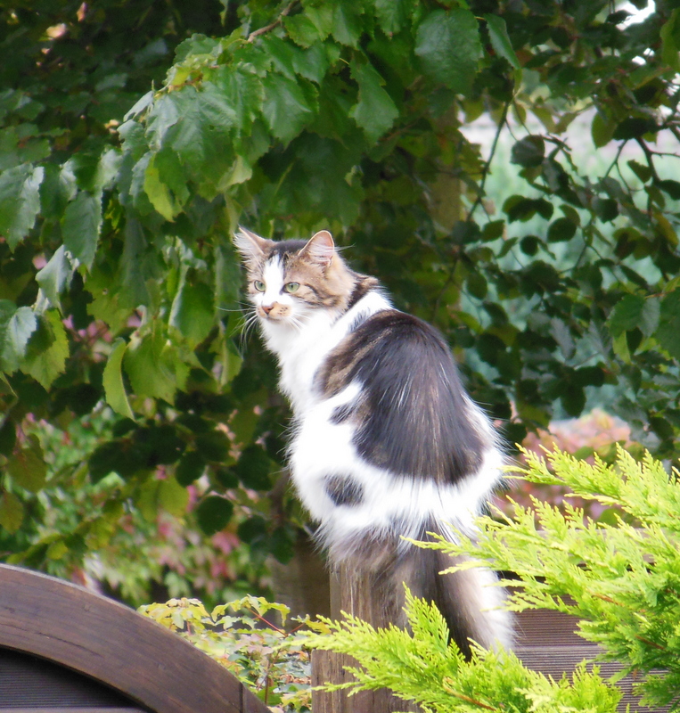 Floh, die Katze aus Nachbars Garten