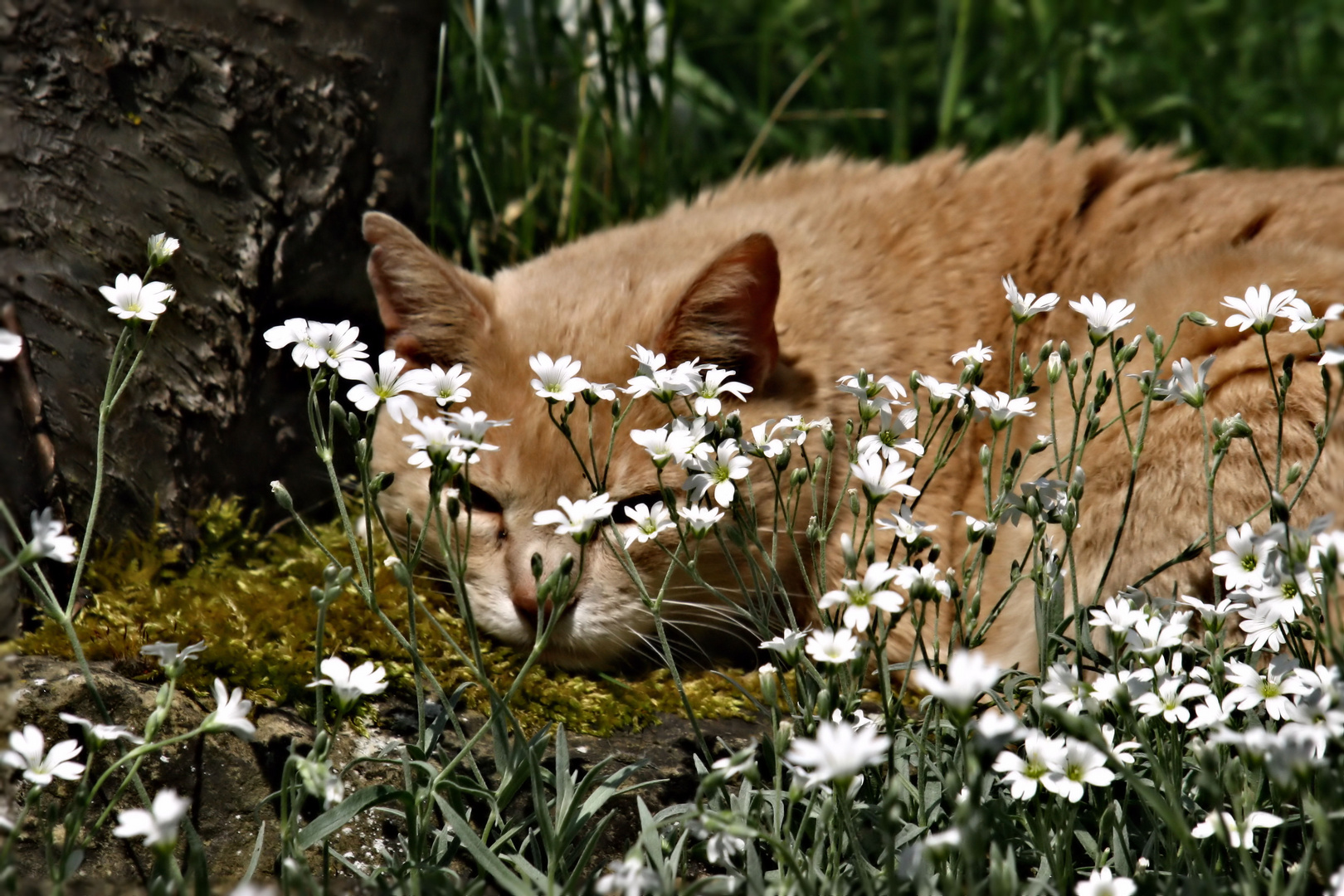 floh im blumenhimmel