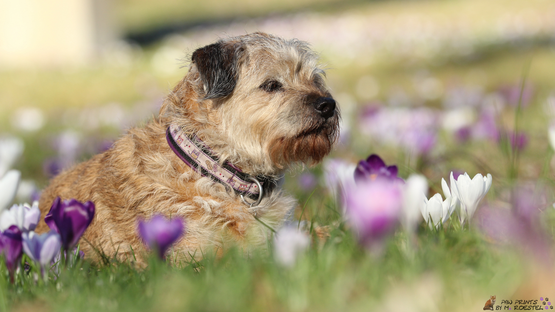 Floh im Blumenmeer