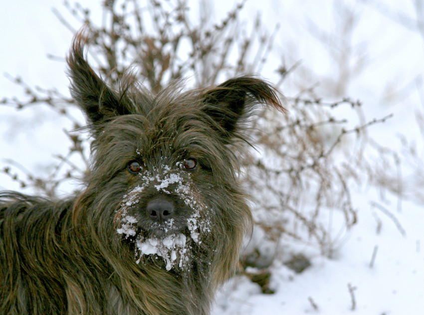 Floh im Schnee