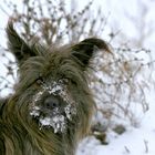 Floh im Schnee