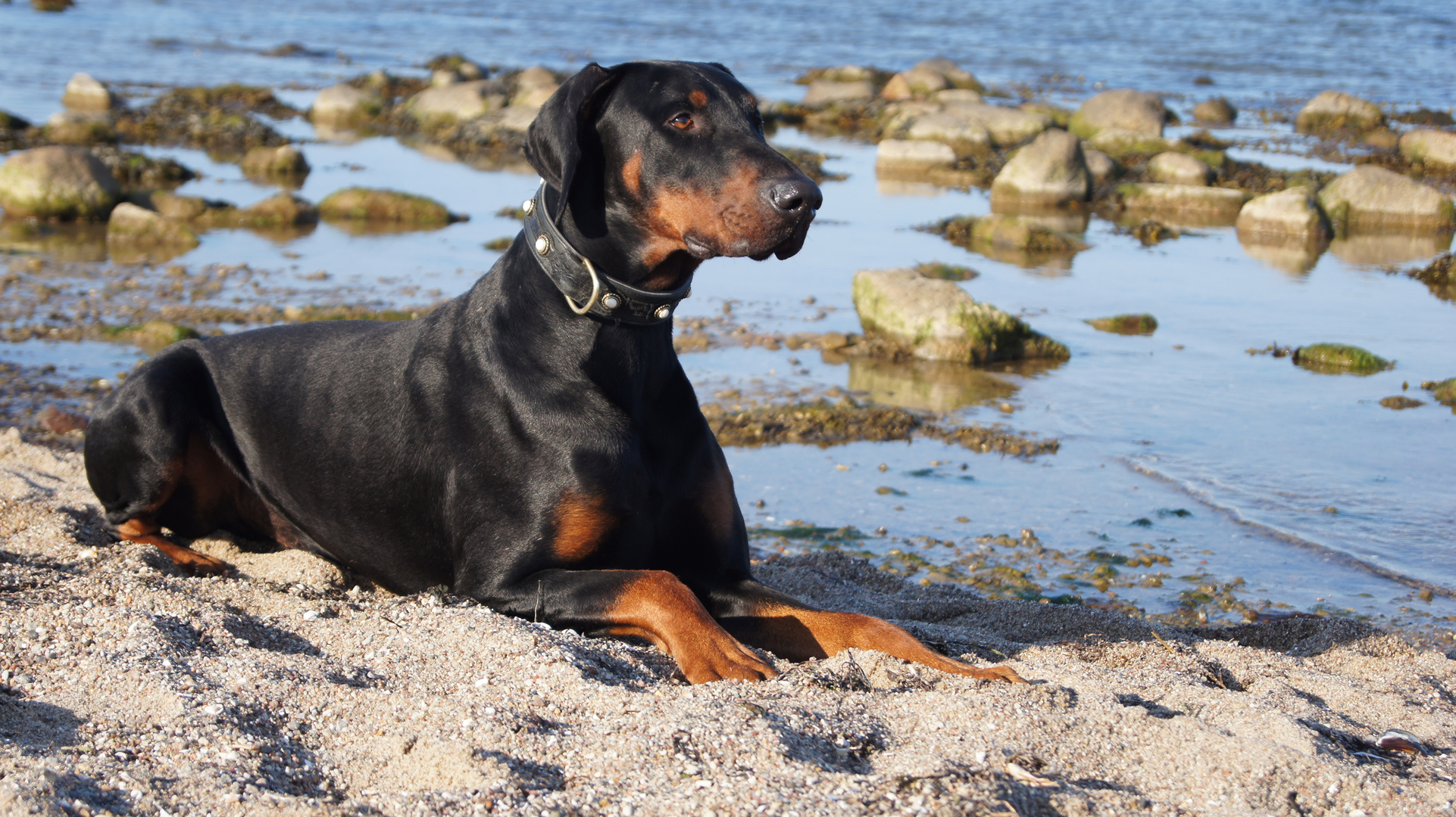 "Floh" in Friedrichsort /Nordsee bei Kiel