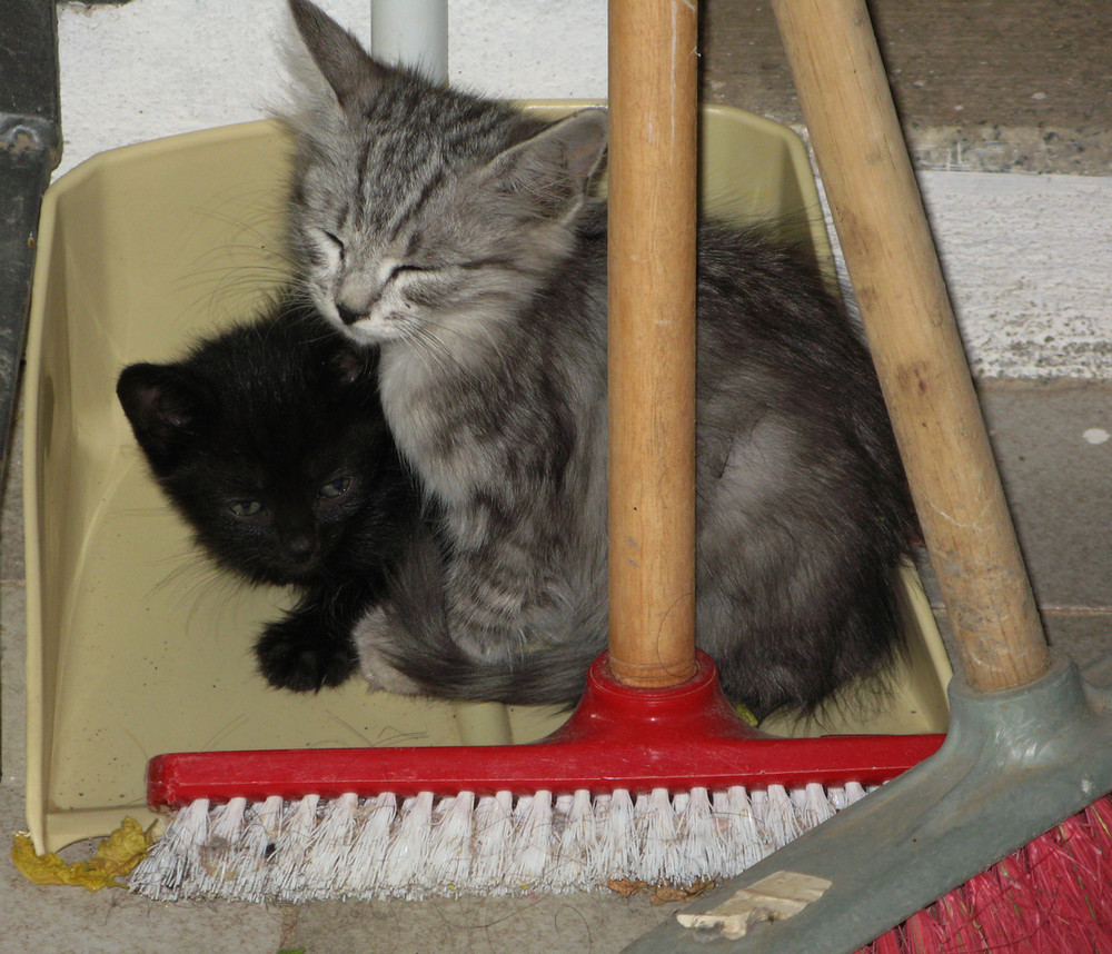 Floh und Sardie - die Katzenkinder aus Sardinien