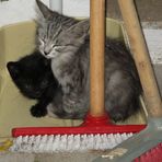 Floh und Sardie - die Katzenkinder aus Sardinien