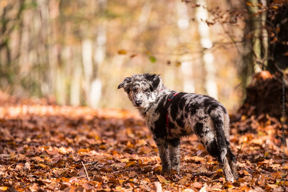 Floh zum ersten mal im Wald