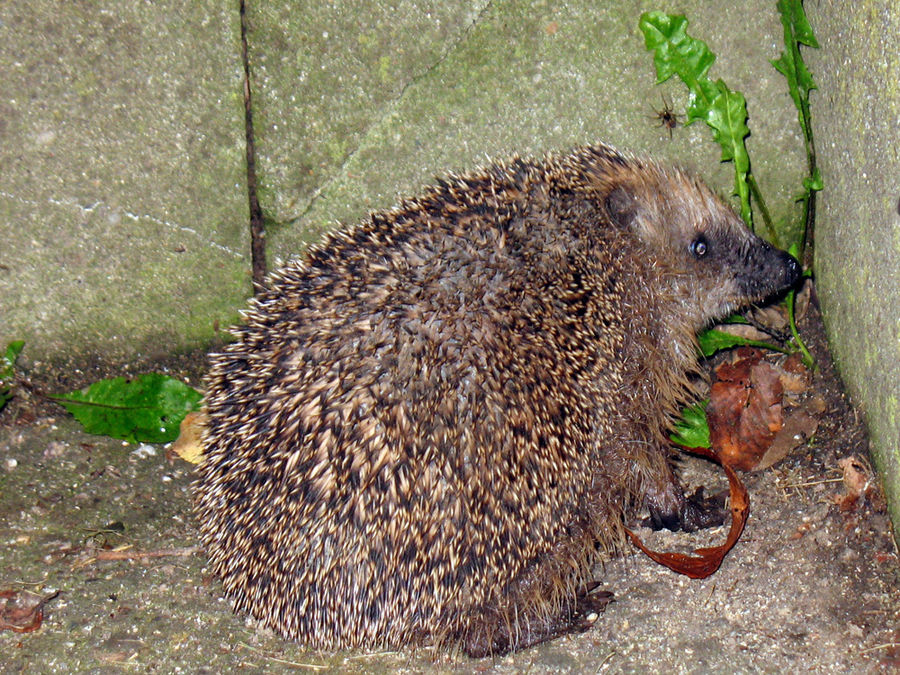 Flohbüchse - oder - Igel im Garten